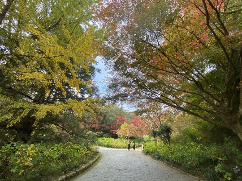 森林浴ヨガ神戸市立森林植物園